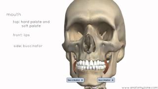 Introduction to the Digestive System Part 1  Mouth and Pharynx  3D Anatomy Tutorial [upl. by Oker]