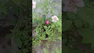 Rose blossom in my terrance garden youtubeshorts viralshorts [upl. by Leela904]