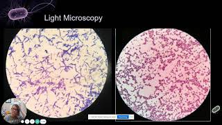 Microscopy and Microbiology [upl. by Kcim469]