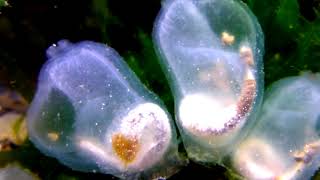 The Transparent Tunicate  Corella inflata [upl. by Bronson956]