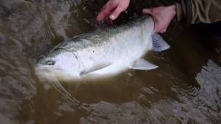 Fly Fishing for Steelhead in Northwestern BC [upl. by Dianne]