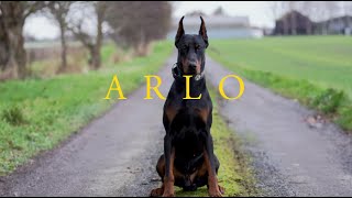 Arlo the Doberman  Family protection Dog [upl. by Kotto]