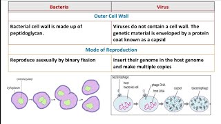 Difference between Bacteria and Virus  Bacteria vs Virus [upl. by Renaldo]