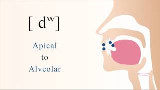 dʷ  voiced unaspirated labialized apical alveolar stop [upl. by Nedarb]