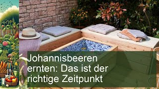 Johannisbeeren ernten Das ist der richtige Zeitpunkt [upl. by Beltran]