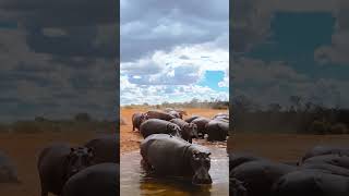 Zambezi river 🦛 📍Lower Zambezi  Zambia africa travel photography wildlife zambia wild [upl. by Asquith]