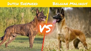 Dutch Shepherd VS Belgian Malinois [upl. by Yanej]