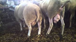 Texel sheep in monta cascine vernesi [upl. by Akem14]