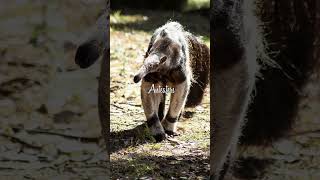 Anteater Amazement Interesting Facts in 60 Seconds [upl. by Ethel]