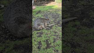 wallaby scratches tail [upl. by Berny]