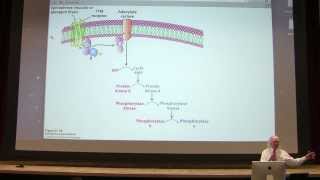 25 Kevin Aherns Biochemistry  Glycogen Metabolism II [upl. by Maye345]