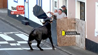 Festas da Agualva Tourada à Corda 17 8 2024 Ilha Terceira Açores [upl. by Ahsram]