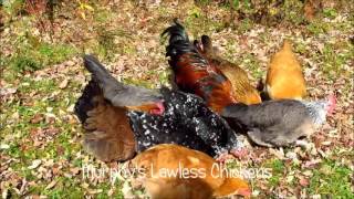 Rooster calling the hens to food [upl. by Denny]