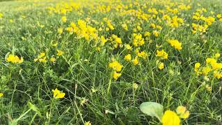 Beautiful Bird’sFoot Trefoil 🌸 PeacefulSentient [upl. by Erlandson]