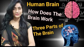 Human Brain  How Does The Brain Work Three Parts Of Brain [upl. by Yrrag]