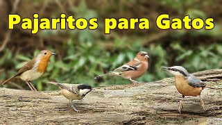 Videos y Película Para Gatos  Pajaritos para Gatos [upl. by Teri]