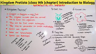 Kingdom Protista part 2 class 9th chapter Introduction to Biology [upl. by Eada]