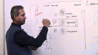 Immunology Neutrophil Lecture 3 Part 5 [upl. by Ayhdiv]