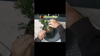 Wiring and shaping a Buxus Bonsai Available in the Buxus Bonsai Tree Kit bonsaistyling [upl. by Selassie]