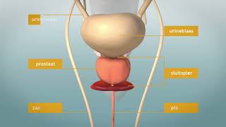 De Prostaat elke man heeft m Waar zit de prostaat Wat is de functie [upl. by Charmane]