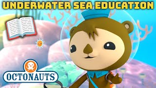 ​Octonauts  🌊 Underwater Sea Education with Shellington 🦦  Compilation  OctonautsandFriends [upl. by Asillam]