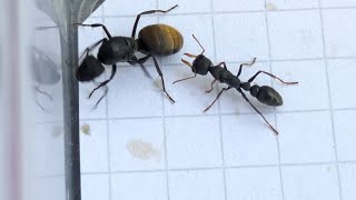 Camponotus chilensis Chile vs Myrmecia urens Australia 27072024 [upl. by Ariaet]