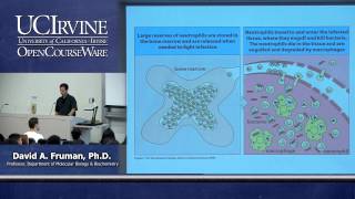 Biological Sciences M121 Immunology with Hematology Lecture 02 The Immune System amp Host Defense [upl. by Jabin]