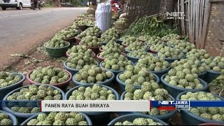 NET JATIM  PANEN RAYA BUAH SRIKAYA [upl. by Aimahc870]