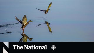 Toronto chemical spill endangering wildlife in Lake Ontario [upl. by Milson]