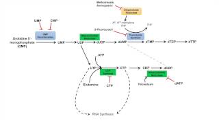 Pyrimidine Synthesis and Salvage Pathway [upl. by Ellennej]