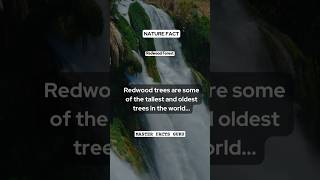 Redwood Trees  Oldest amp tallest trees in world  Nature Fact nature facts mfg mfguru shorts [upl. by Odirfliw]