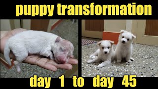 Puppy Growth  Day 1 to Day 45 indianspitz [upl. by Jeminah]