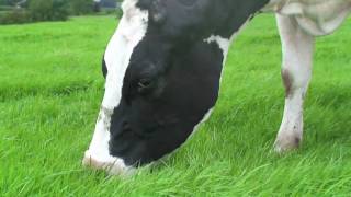 13 yearold cow grazing grass [upl. by Lafleur]