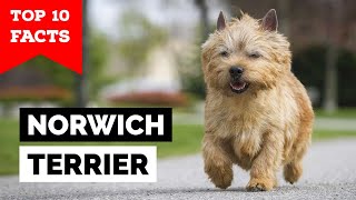 Norwich Terrier  Top 10 Facts [upl. by Glyn]