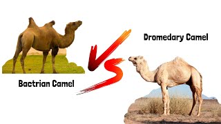 Bactrian Camel vs Dromedary Camel [upl. by Brice359]