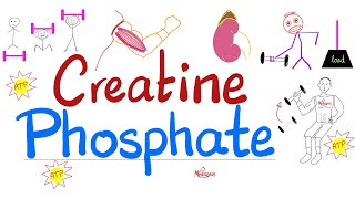 Muscle Creatine NOT Creatinine  Creatine Phosphate Phosphocreatine Creatine Kinase  Labs [upl. by Yniatirb195]