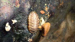 Chiton moving over stone [upl. by Collbaith]