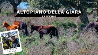 L’ULTIMO GRUPPO DI CAVALLI SELVATICI D’Europa  Cavallini della Giara  4K Trekking  Sardegna World [upl. by Jordison]