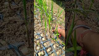 16030 new sugarcane varietyfarming automobile sugarcanefarming nature agriculture viralshorts [upl. by Aneleairam932]