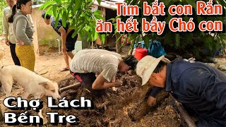 Tìm bắt con Rắn ăn hết cả bầy Chó con  TGSB 982 [upl. by Elmo]