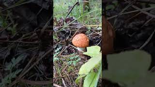 грибы mushroom boletus funghi [upl. by Elliott632]