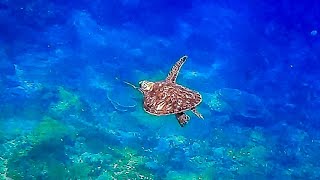 Nusa Penida Bali Snorkeling with turtles [upl. by Ahtel]