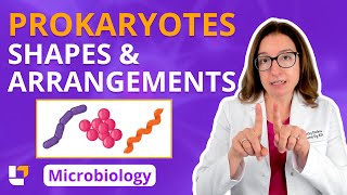 Prokaryotes Shapes amp Arrangements  Microbiology for PreMed Nursing amp Health Care ​⁠ leveluprn [upl. by Aicelet]