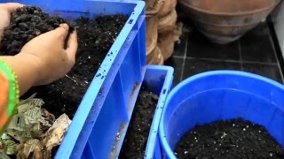 EASIEST Method of separating worms from vermicompost  Horizontal Migration Method [upl. by Nirrac]