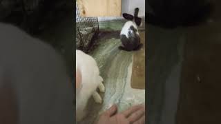 video cat rabbitmusic musicgenre animalsofinstagram rabbit musicstyle cute [upl. by Bills115]