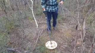 Detecting Bendigo Whipstick 401 gm gold nugget [upl. by Aicirtac721]