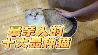 最亲人的十大品种猫，第一名居然是它？？ [upl. by Melgar]