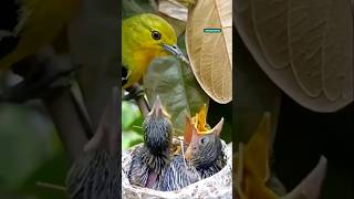 Mother bird feeding babies nature [upl. by Eoz979]