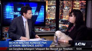 HDDenis Lévesque  Bichon Maltais Agressé [upl. by Neehar]