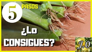 🌵Cómo reproducir suculentas por hojas en 5 PASOS⭐️PARTE 12 [upl. by Rosco]